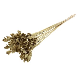 QC Bakuli on stick | Colour: Gold-coloured | Beechnut Seedpod Stem Pick | Length ± 50 centimetre | 10 stem picks per bunch | Per bunch