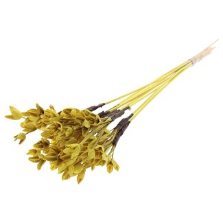 QC Bakuli on stem | Colour: Yellow | Beechnut Seed Pod Stake | Length ± 50 centimetre | 10 stakes per bunch | Per bunch