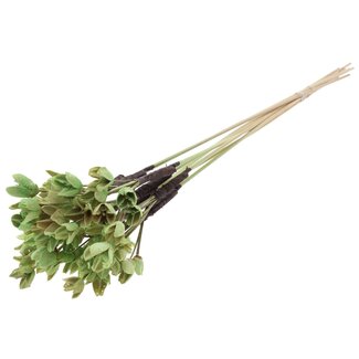 QC Bakuli on stake | Colour: Mint green | Beechnut Seedpod Stake Label | Length ± 50 centimeter | 10 stake labels per bunch | Per bunch