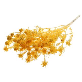 QC Carthamus séché blanchi | Couleur: abricot | Fleurs séchées de carthame ou de bidens | Longueur ± 70 centimeter | Par bouquet