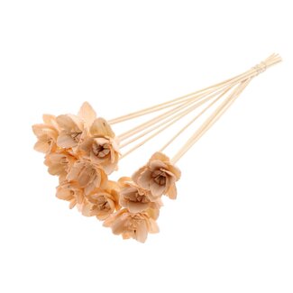 QC Shola Queen Blume am Stiel | Farbe: Lachsfarben | Shola Queen Blume | Länge ± 50 centimeter | 10 Bei-Stecker pro Bund