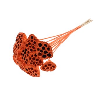 QC Dried Lotus Pods on Stick | Colour: Orange | Lotus Diameter 5 - 7 centimetres | Stick Length ± 50 centimetres | 10 sticks per bunch