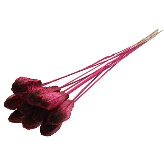 QC Mahogany Seed Pod on Stick | Colour: Cherry-Coloured | Swietenia Mahagoni Dried Fruit Pick | Pick Length ± 50 centimetres | 10 picks per bunch