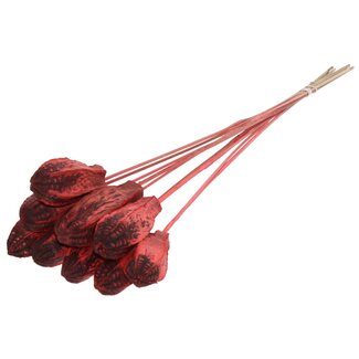 QC Mahogany Seed Pod on Stick | Colour: Coral | Swietenia Mahagoni Dried Fruit Stick | Stick Length ± 50 centimetres | 10 sticks per bunch