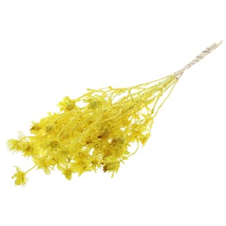 QC Carthamus Blanchi Séché | Couleur : Jaune | Fleurs séchées de Carthame ou Bidens | Longueur ± 70 centimètres | Par bouquet