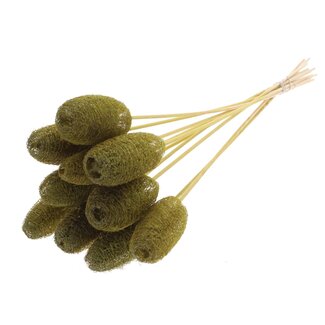 QC Mini Loofah Sponge on stick | Colour: Olive Green | Loofah Plant Stake | Length ± 50 centimetres | 10 stakes per bunch