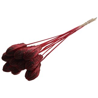 QC Mahogany Seed Pod on Stick | Colour: Red | Swietenia Mahagoni Dried Fruit Pick | Pick Length ± 50 centimetres | 10 picks per bunch