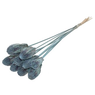QC Mahogany Seed Pod on Stick | Colour: Frosted Light Blue | Swietenia Mahogany Dried Fruit Pick | Pick Length ± 50 centimetres | 10 picks per bunch