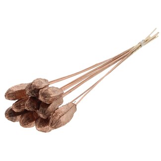 QC Mahogany Seed Pod on Stick | Colour: Copper | Swietenia Mahagoni Dried Fruits Pick | Pick Length ± 50 centimetres | 10 picks per bunch