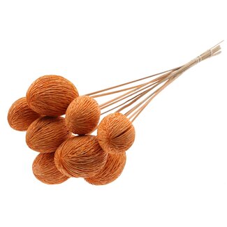 QC Bleached Mintolla Seed Box on Stick | Colour: Orange | Pong Pong Mintolla Insert Dry Decoration | Length ± 50 centimetres | 10 inserts per bunch