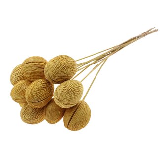 QC Bleached Mintolla Seed Box on stick | Colour: Yellow | Pong Pong Mintolla Insert Dried Decoration | Length ± 50 centimetres | 10 inserts per bunch