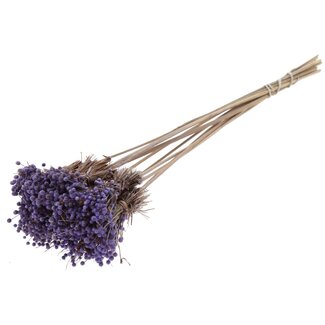 QC Mini Button Flowers Bouquet on Stick | Colour: Milka Purple | Mini Button Insert Stick | Length ± 50 centimetres | 10 insert sticks per bunch