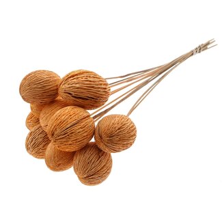 QC Bleached Mintolla Seed Box on stick | Colour: Salmon-coloured | Pong Pong Mintolla Insert Dry Decoration | Length ± 50 centimetres | 10 inserts per bunch