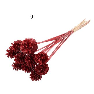 QC Pine cone on stick | Colour: Red with Glitter | Diameter 5 - 7 centimetres | Length ± 50 centimetres | 10 picks per bunch