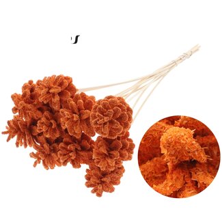 QC Pine cone on stick | Colour: Sawdust Orange | Diameter 5 - 7 centimetres | Length ± 50 centimetres | 10 picks per bunch