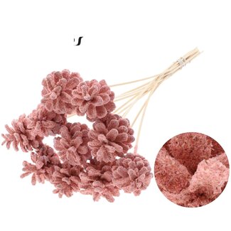 QC Pine cone on stick | Colour: Sawdust Light Pink | Diameter 5 - 7 centimetres | Length ± 50 centimetres | 10 picks per bunch