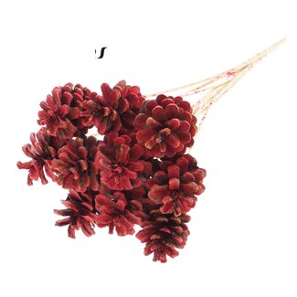QC Pine cone on stick | Colour: Multicoloured Red | Diameter 5 - 7 centimetres | Length ± 50 centimetres | 10 picks per bunch
