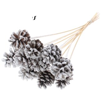 QC Pine cone on stick | Colour: Natural with Snow | Diameter 5 - 7 centimetres | Length ± 50 centimetres | 10 picks per bunch