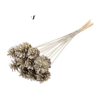 QC Pine cone on stick | Colour: Platinum-coloured | Diameter 5 - 7 centimetres | Length ± 50 centimetres | 10 picks per bunch