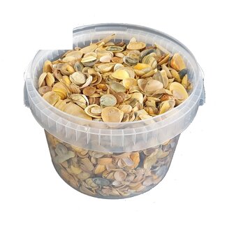 QC Nordsee Muscheln in wiederverwendbarem Eimer | Farbe: Gelb | Inhalt Eimer 3 Liter | Pro Eimer