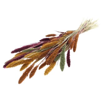 QC Getrocknete Setaria „Pumpkin Spice“ | Farbe: Gemischte Farben | Setaria Trockenblumen | Länge ± 70 Zentimeter | Gewicht 210 Gramm | Pro Bund