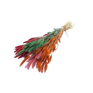 QC Getrocknete Setaria „Summer Sorbet“ | Farbe: Gemischte Farben | Setaria Trockenblumen | Länge ± 70 Zentimeter | Gewicht 210 Gramm | Pro Bund