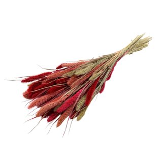 QC Getrocknete Setaria „Lady Mix“ | Farbe: Gemischte Farben | Setaria Trockenblumen | Länge ± 70 Zentimeter | Gewicht 210 Gramm | Pro Bund