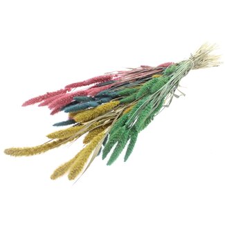 QC Getrocknete Setaria „Pastel Prism“ | Farbe: Gemischte Farben | Setaria Trockenblumen | Länge ± 70 Zentimeter | Gewicht 210 Gramm | Pro Bund