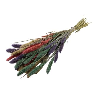 QC Getrocknete Setaria „Bunt 1“ | Farbe: Gemischte Farben | Setaria Trockenblumen | Länge ± 70 Zentimeter | Gewicht 210 Gramm | Pro Bund