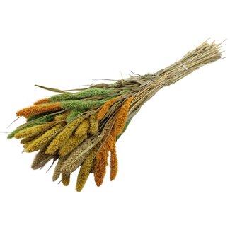 QC Getrocknete Setaria „Summer Mix“ | Farbe: Gemischte Farben | Setaria Trockenblumen | Länge ± 70 Zentimeter | Gewicht 210 Gramm | Pro Bund