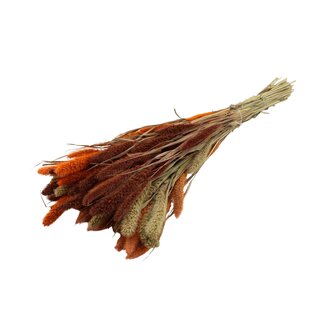 QC Getrocknete Setaria „Bunt 3“ | Farbe: Gemischte Farben | Setaria Trockenblumen | Länge ± 70 Zentimeter | Gewicht 210 Gramm | Pro Bund