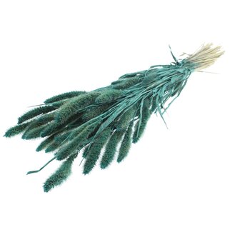 QC Getrocknete Setaria | Farbe: Pearl Türkis | Setaria Trockenblumen | Länge ± 70 Zentimeter | Gewicht 210 Gramm | Pro Bund