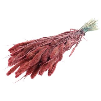 QC Getrocknete Setaria | Farbe: Perlenkoralle | Setaria Trockenblumen | Länge ± 70 Zentimeter | Gewicht 210 Gramm | Pro Bund