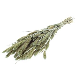 QC Getrocknete Setaria | Farbe: Pearl Mintgrün | Setaria Trockenblumen | Länge ± 70 Zentimeter | Gewicht 210 Gramm | Pro Bund