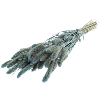 QC Getrocknete Setaria | Farbe: Pearl Hellblau | Setaria Trockenblumen | Länge ± 70 Zentimeter | Gewicht 210 Gramm | Pro Bund