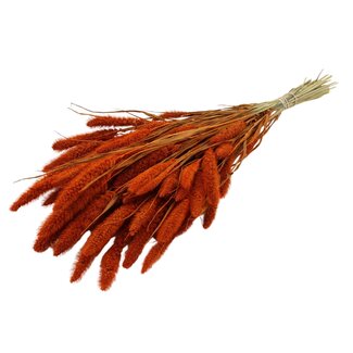 QC Getrocknete Setaria | Farbe: Orange | Setaria Trockenblumen | Länge ± 70 Zentimeter | Gewicht 210 Gramm | Pro Bund