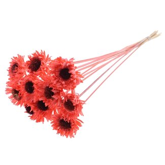 QC Shola Gänseblümchen Sonnenblume am Stiel | Farbe: korallenfarben | Shola Gänseblümchen Sonnenblume | Durchmesser 6 centimeter | Länge ± 50 centimeter | 10 Stecker pro Bund | Pro Bund