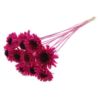 QC Shola Gänseblümchen Sonnenblume am Stiel | Farbe: lilafarbig | Shola Gänseblümchen Sonnenblume | Durchmesser 6 centimeter | Länge ± 50 centimeter | 10 Bei-Stecker pro Bund | Pro Bund