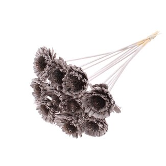 QC Shola Gänseblümchen Sonnenblume am Stiel | Farbe: champagnerfarben | Shola Gänseblümchen Sonnenblume | Durchmesser 6 centimeter | Länge ± 50 centimeter | 10 Bei-Stecker pro Bund | Pro Bund