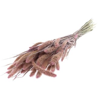 QC Getrocknete Setaria | Farbe: Perlenrosa | Setaria Trockenblumen | Länge ± 70 Zentimeter | Gewicht 210 Gramm | Pro Bund