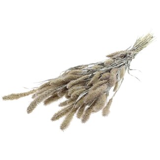 QC Getrocknete Setaria | Farbe: Perlenweiß | Setaria Trockenblumen | Länge ± 70 Zentimeter | Gewicht 210 Gramm | Pro Bund