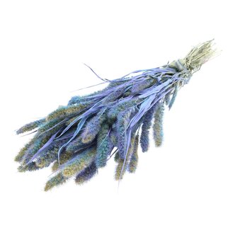 QC Getrocknete Setaria | Farbe: Mehrfarbig Hellblau | Setaria Trockenblumen | Länge ± 70 Zentimeter | Gewicht 210 Gramm | Pro Bund