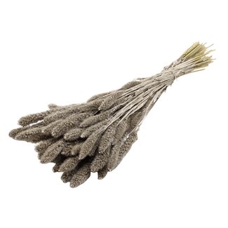 QC Getrocknete Setaria | Farbe: Platinfarben | Setaria Trockenblumen | Länge ± 70 Zentimeter | Gewicht 210 Gramm | Pro Bund