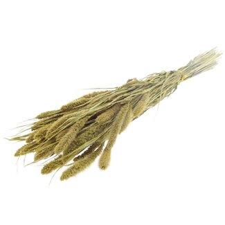 QC Getrocknete Setaria | Farbe: Metallic Gelb | Setaria Trockenblumen | Länge ± 70 Zentimeter | Gewicht 210 Gramm | Pro Bund