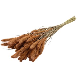 QC Getrocknete Setaria | Farbe: Frosted Lachsfarben | Setaria Trockenblumen | Länge ± 70 Zentimeter | Gewicht 210 Gramm | Pro Bund