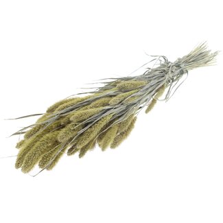 QC Getrocknete Setaria | Farbe: Frosted Hellgelb | Setaria Trockenblumen | Länge ± 70 Zentimeter | Gewicht 210 Gramm | Pro Bund