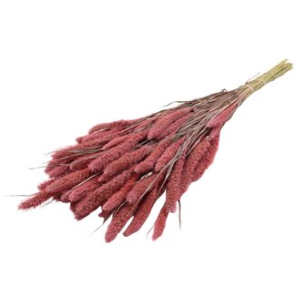 QC Getrocknete Setaria | Farbe: Frosted Rosa | Setaria Trockenblumen | Länge ± 70 Zentimeter | Gewicht 210 Gramm | Pro Bund