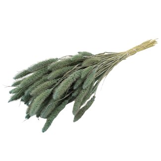 QC Getrocknete Setaria | Farbe: Frosted Hellblau | Setaria Trockenblumen | Länge ± 70 Zentimeter | Gewicht 210 Gramm | Pro Bund
