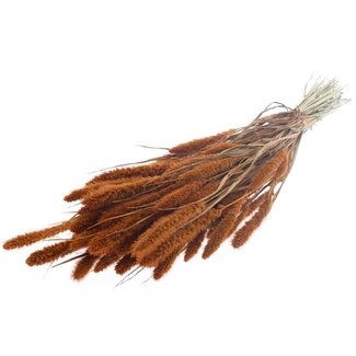 QC Getrocknete Setaria | Farbe: Terrakotta | Setaria Trockenblumen | Länge ± 70 Zentimeter | Gewicht 210 Gramm | Pro Bund