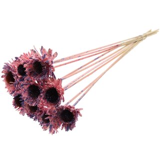 QC Shola Gänseblümchen-Sonnenblume am Stiel | Farbe: Gesprenkelt Rosa Milchviolett | Shola Gänseblümchen Sonnenblume | Durchmesser 6 centimeter | Länge ± 50 centimeter | 10 Beistecker pro Bund | Pro Bund